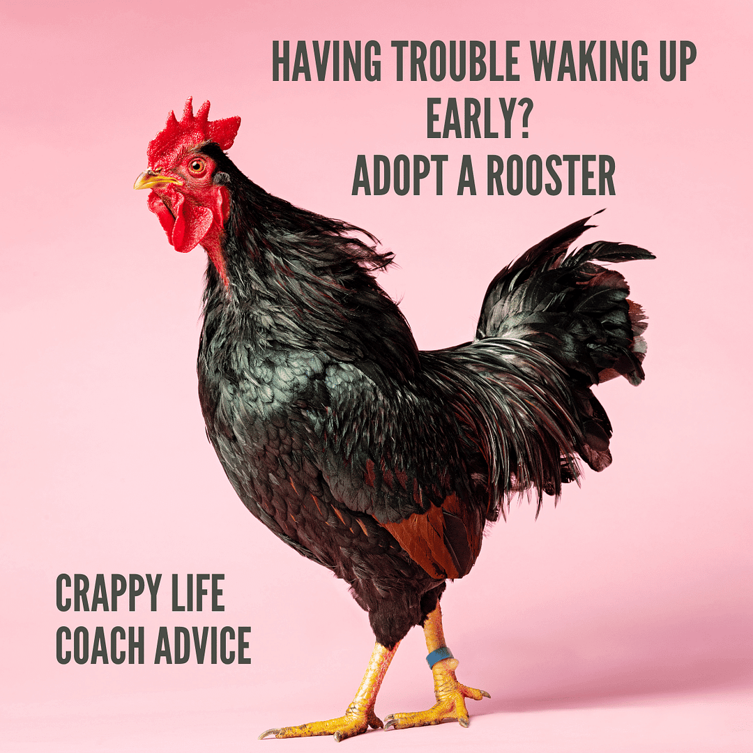 Adopt a rooster